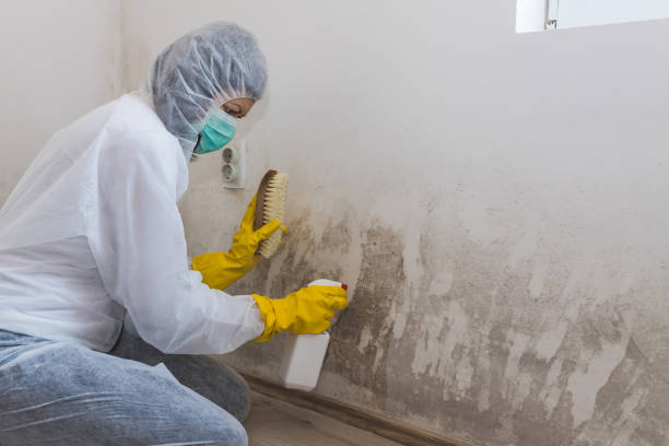 Best Mold Testing  in Williams, CA