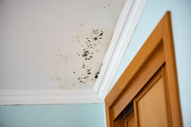 Water Damage Restoration in Williams, CA