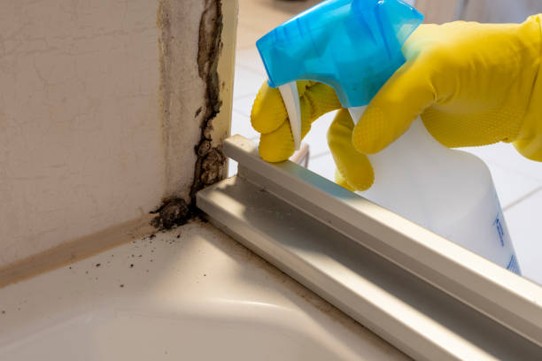 Best Toxic Mold Removal  in Williams, CA