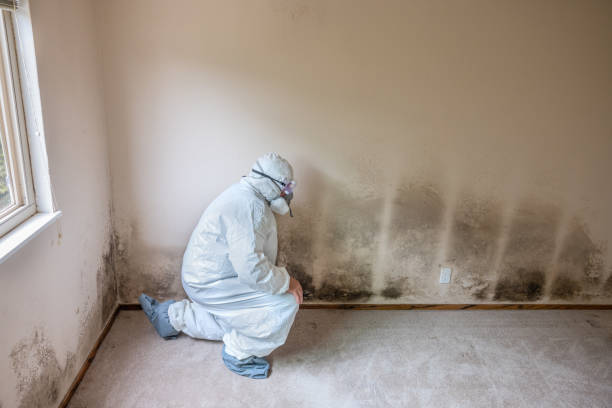Trusted Williams, CA Mold Removal Experts