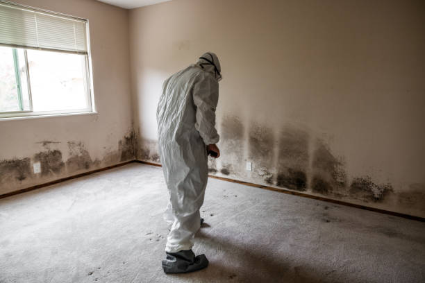 Best Commercial Mold Removal  in Williams, CA